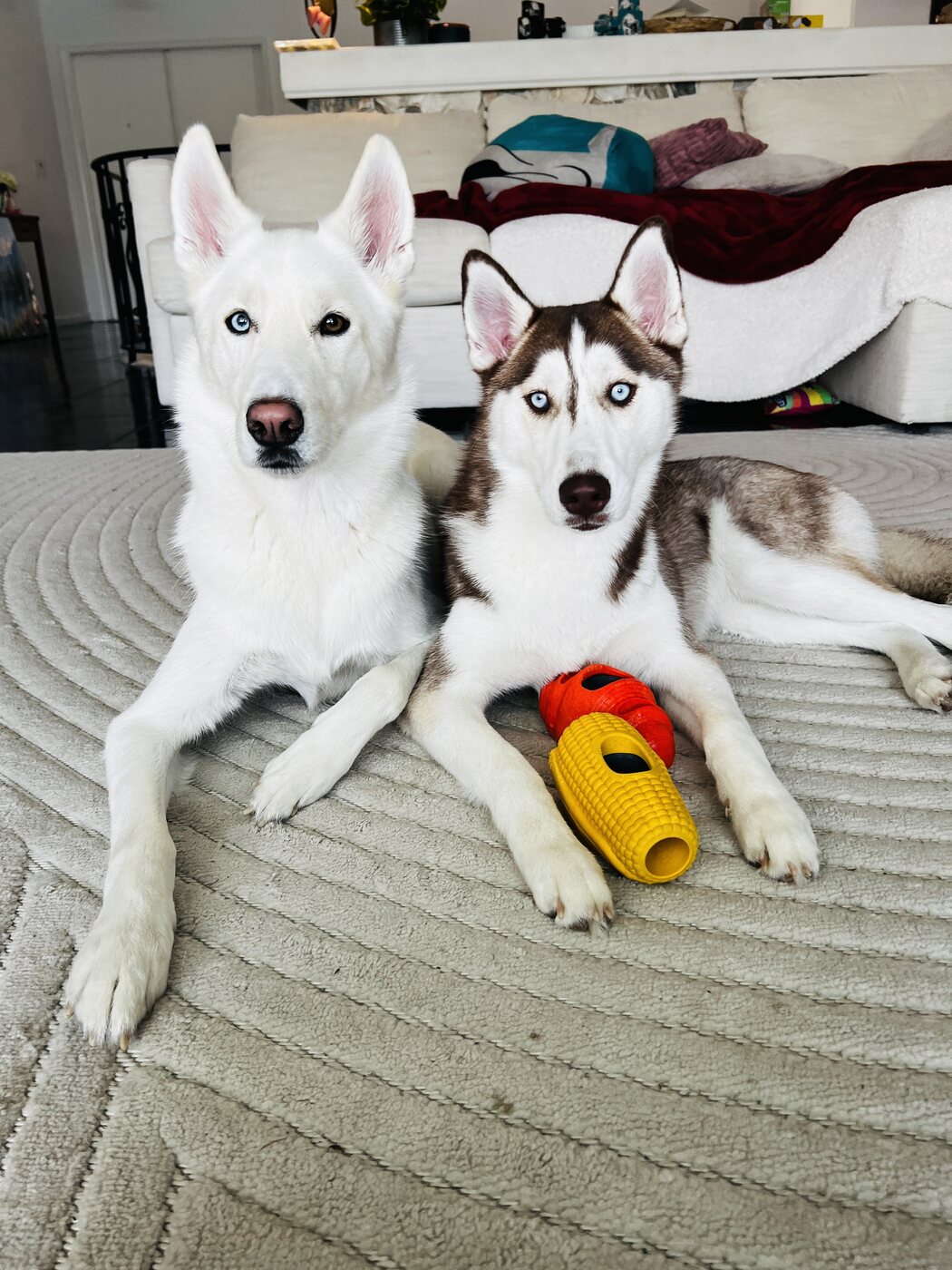 Ghost and Maisy, two Siberian huskies